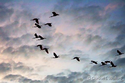 Flock Of Roseate Spoonbills In Flight_26854.jpg - Flying toward the rising sun, photographed along the Texas Gulf Coast near Port Lavaca, Texas, USA.